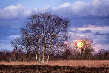 Der Vollmond steigt über der Heide bei Trimunt in der Provinz Groningen, Niederlande