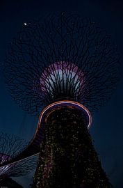 Gardens by the Bay (GBTB) - République de Singapour sur Albert Videt Jensen