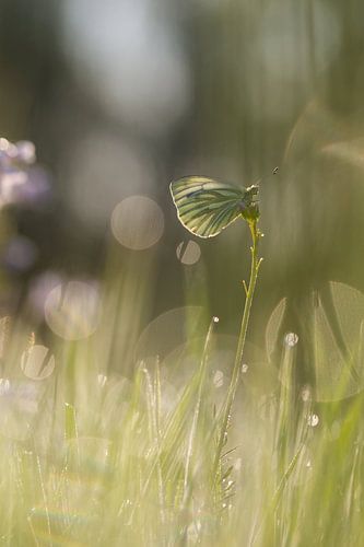 zacht klein geaderd witje