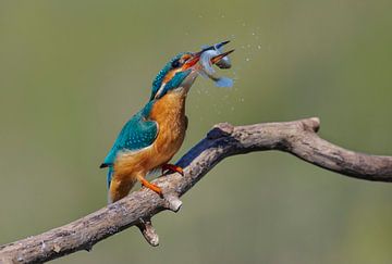 Martin-pêcheur - Poisson fraîchement pêché