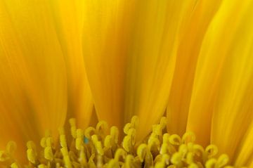 Sonnenblume von Margot van den Berg
