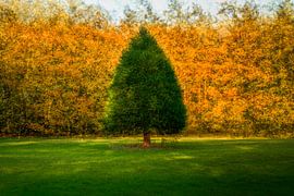 arbre isolé