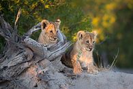 Leeuwenwelpen op de uitkijk. van Jos van Bommel thumbnail