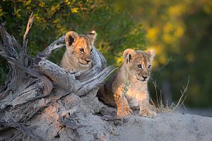 Leeuwenwelpen op de uitkijk. van Jos van Bommel
