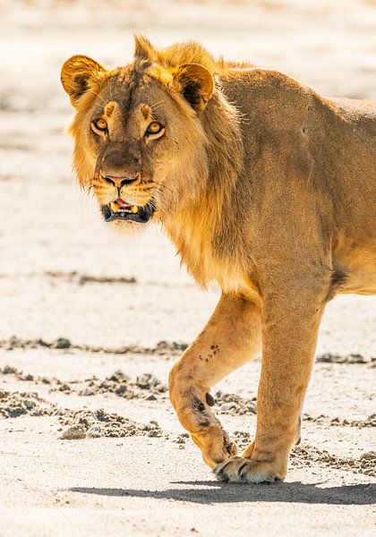 Lion sur un poêle à sel par Marco Schmierl