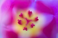 Rosa Tulpe