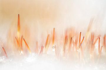 Mousses en hiver avec givre | Photographie de nature sur Nanda Bussers