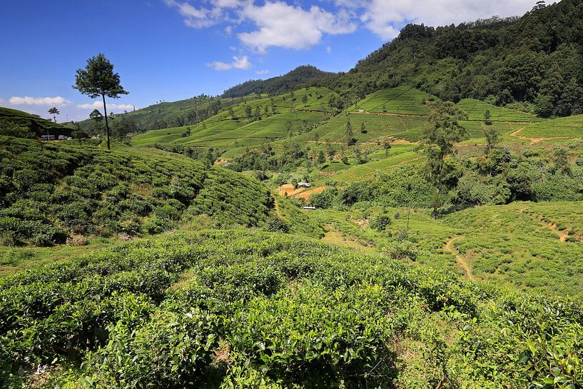 Teefelder in Sri Lanka von Antwan Janssen