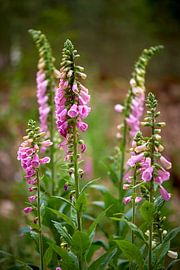 Foxglove in bloom