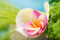 Frangipani mit Aronstab und Gräsern