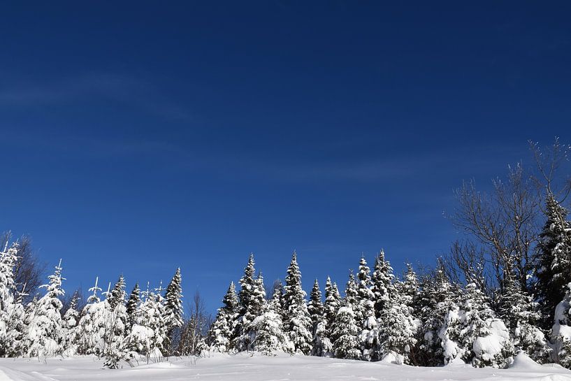 A snowy forest after the storm by Claude Laprise