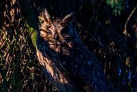 Ransuil knapt uiltje bij zonsondergang, uil slaapt