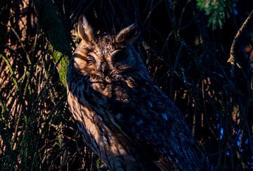Long-eared owl snaps at sunset, owl sleeps by John Ozguc