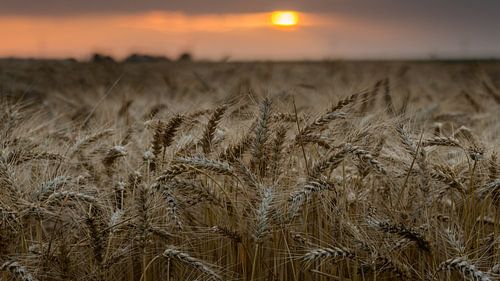Graan bij zonsondergang