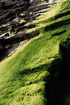 Natürliche Pracht: Verborgene Schönheit von grünem Moos von Karibu Fotografie