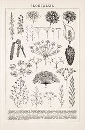 Botanische prent Bloeiwijze van Studio Wunderkammer