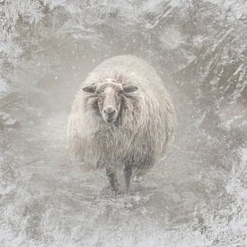 Des moutons dans le froid glacial. sur Alie Ekkelenkamp