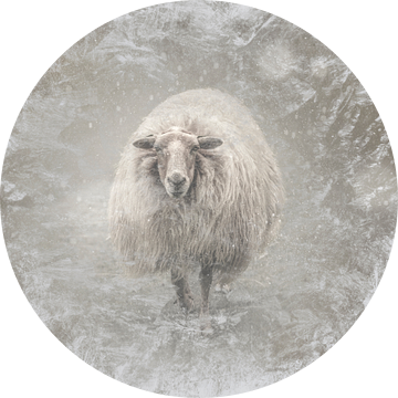 Frosty. Schaap in de vrieskou.