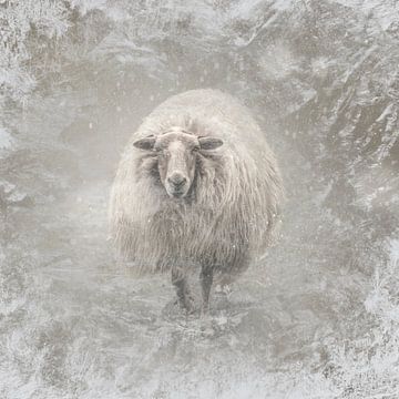 Frosty. Schaap in de vrieskou. van Alie Ekkelenkamp