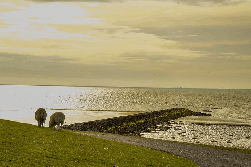 Schafe auf dem Waddendijk von Arie Jan van Termeij
