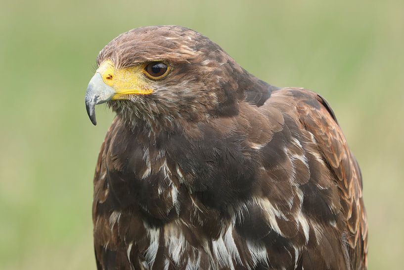 Harris's Hawk (Parabuteo unicinctus) by Ronald Pol
