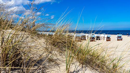 Zandduin met duingras aan de Oostzee