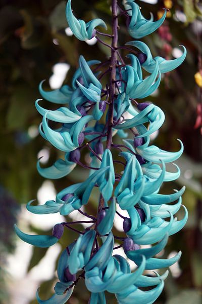 Blauwe Orhidee by Astrid Tomeij