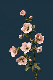Lichte helleborus op warm donkerblauw van Vorm en Gloed