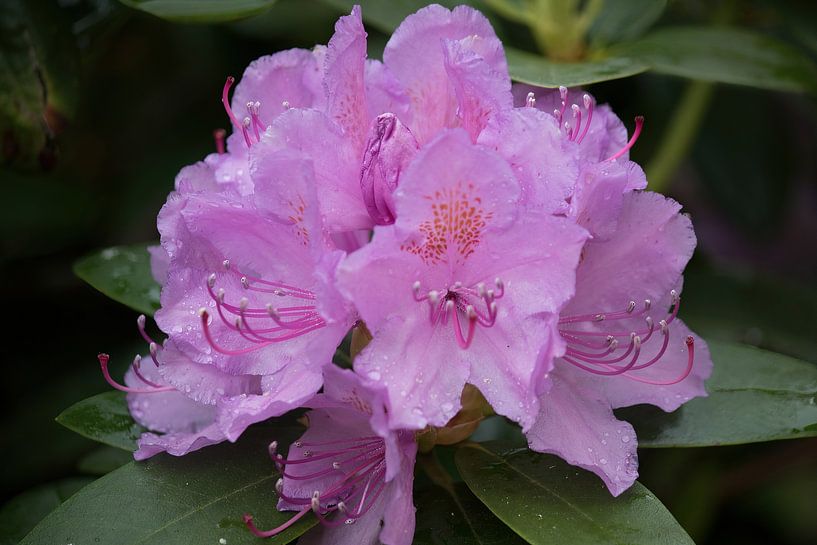 Lila Rhododendron von whmpictures .com