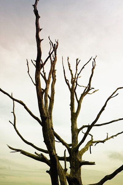 Macabre leafless tree von Jan Brons