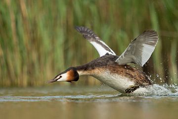 Great Crested Grebe ( Podiceps cristatus ) in a hurry sur wunderbare Erde
