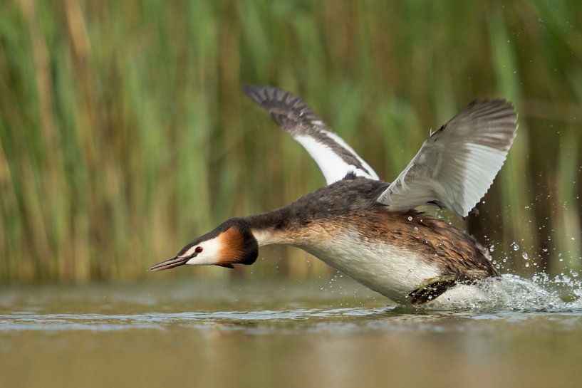 Great Crested Grebe ( Podiceps cristatus ) in a hurry by wunderbare Erde
