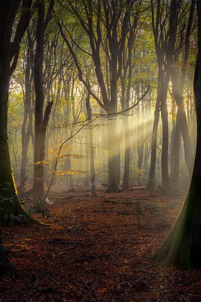 Rayons de soleil I par Rogier Kwikkers