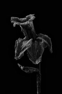 Nature morte jonquille en noir et blanc