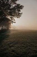 Matin brumeux