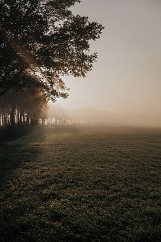 Mistige ochtend