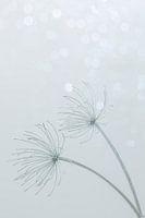 Beauty of Nature 8