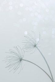 Beauty of Nature 8 von Andrea Haase