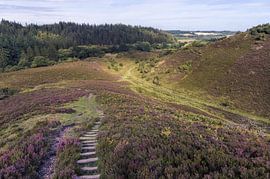 Heather Blooming  in Denmark by PhotoCluster