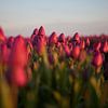 Tulpenfeld am Abend von Michel Lumiere