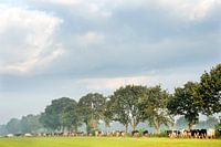 Koeien onderweg naar het weiland in de Noardlike Fryske Walden in Friesland