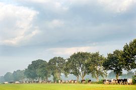 Kühe auf dem Weg zur Weide im noardischen Fryske Walden in Friesland von Marcel van Kammen