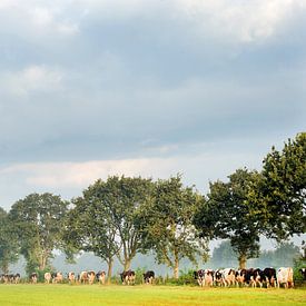 Koeien onderweg naar het weiland in de Noardlike Fryske Walden in Friesland van Marcel van Kammen