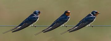 Barn swallow, Hirundo rustica by Gert Hilbink