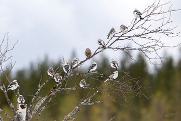 Sneeuwgorzen van Wiel Arets