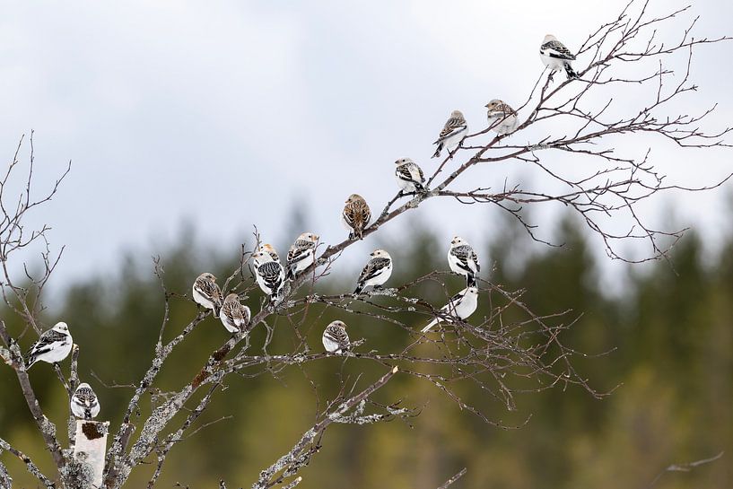Schneefinken von Wiel Arets