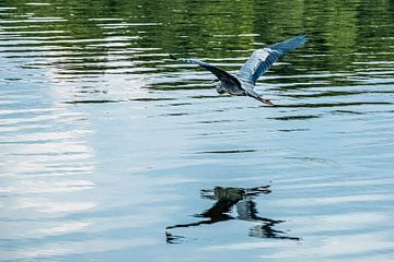 Grijze reiger in vlucht van Dieter Walther