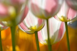 tulp 04 by Elma van Putten