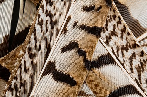 Abstract lijnenspel in bruintinten: Veren van een fazant (horizontaal)