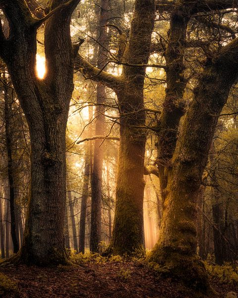 The gathering van Thomas Jansen